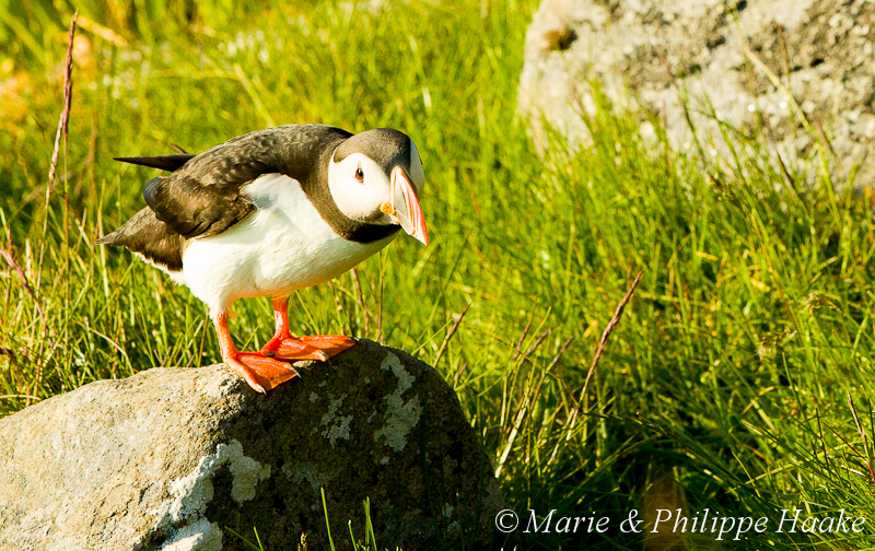 Macareux 3240.jpg - Macareux moine, Fratercula arctica, Atlantic Puffin (Norvège, juin 2012)
